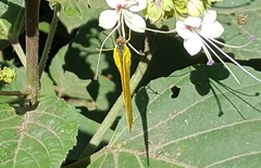 Phoebis neocypris