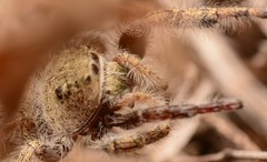 Phidippus texanus