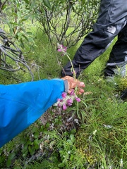 Pedicularis sudetica