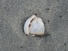 Semicassis granulata