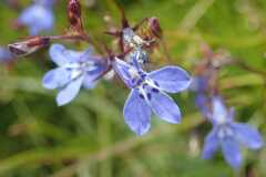 Lobelia flaccida