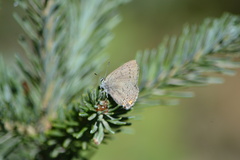 Satyrium sylvinus