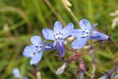 Lobelia flaccida