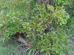 Coccoloba microstachya