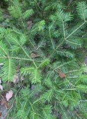 Abies balsamea