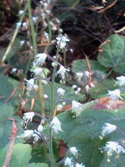 Tiarella trifoliata trifoliata