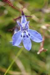 Lobelia flaccida