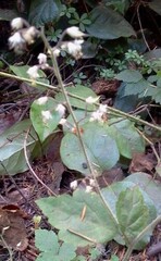 Tiarella trifoliata trifoliata