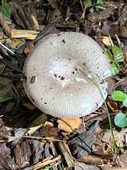 Russula amoenolens