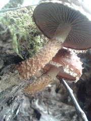 Hemistropharia