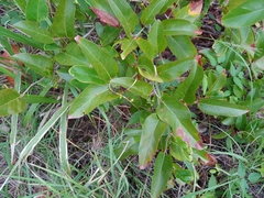 Coccoloba microstachya