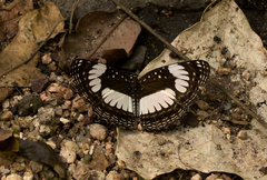 Neptis