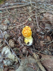 Amanita flavoconia