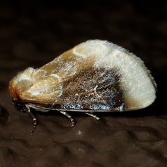 Chrysoecia scira