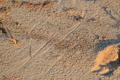 Didelphis virginiana