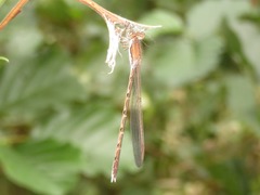Sympecma fusca