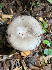 Russula amoenolens