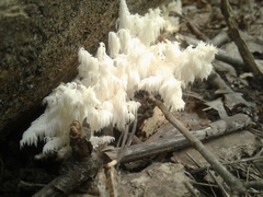 Hericium