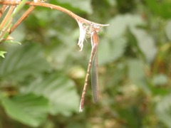 Sympecma fusca