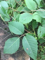 Toxicodendron