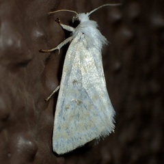 Lythrodes tripuncta