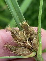 Bolboschoenus maritimus paludosus