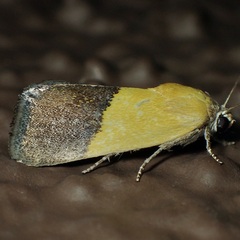 Ponometia semiflava