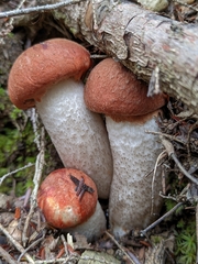 Leccinum aurantiacum
