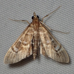 Diathrausta