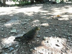 Pinicola enucleator