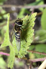 Syrphus ribesii