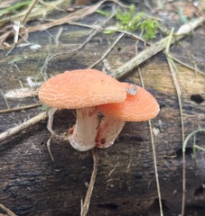 Rhodotus palmatus