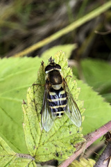 Syrphus ribesii