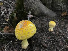 Amanita muscaria guessowii