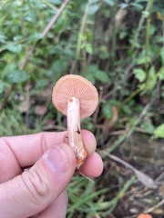 Rhodotus palmatus