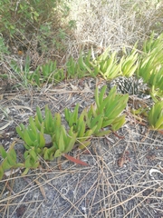 Carpobrotus edulis