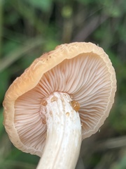 Rhodotus palmatus
