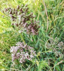 Peucedanum palustre