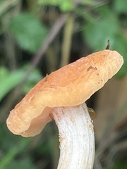 Rhodotus palmatus