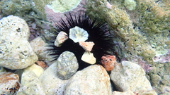 Echinoidea