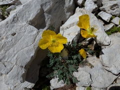 Papaver alpinum