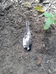 Poecile atricapillus