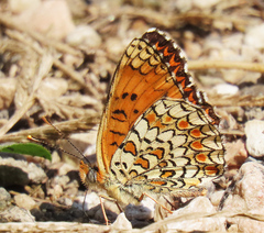 Melitaea phoebe