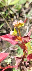 Persicaria nepalensis