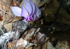 Callicera