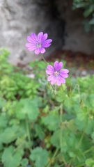 Geranium