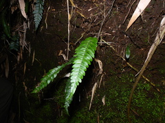 Blechnum mochaenum