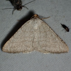 Taeniogramma tenebrosata