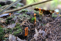Hygrocybe cantharellus