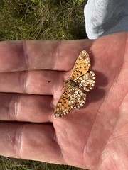 Boloria selene